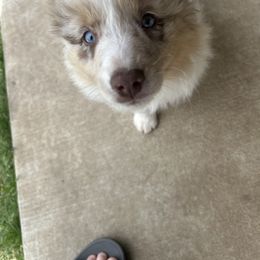 Miniature Australian Shepherd Puppies from Edwina's Aussies