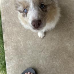 Miniature Australian Shepherd Puppies from Edwina's Aussies