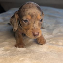 Apollo - Dapple male Dachshund puppy in Waddell, Arizona from The Bearded Companions