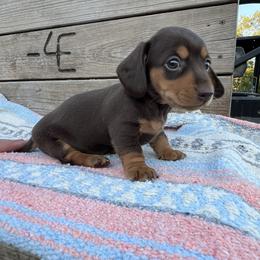 Dachshund Puppies from 4E Dachshunds