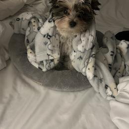 Biewer Terrier Puppies from Southern Star Biewers