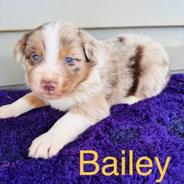 Bailey - Red merle female Australian Shepherd puppy in Charlotte, North Carolina from Awesome Aussies