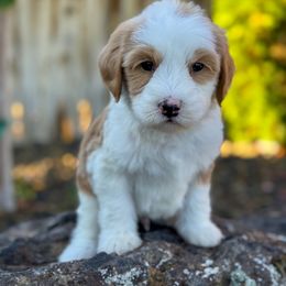 Henry - Red  male Goldendoodle puppy in Twin Falls, Idaho from Magic Valley Family Doodles