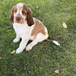 I Am The One - Liver white and tan male English Springer Spaniel puppy in Aberdeen, Idaho from vom King-Charles