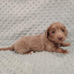 Puppy 7 - Fawn (isabella) and tan female Dachshund puppy in Krum, Texas from Dots N Spots Dachshunds