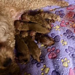 Girl 1 - Red  female Poodle puppy in Morehead, Kentucky from Paw Perfect Pets