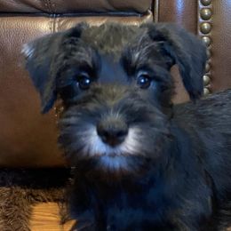 Assorted Doodle Crosses, Cotons de Tulear, Miniature Schnauzers, Poodles, and Schnoodles from A Bundle of Love