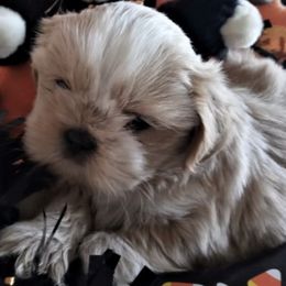 Shih Tzus from Gracie's Shih Tzus