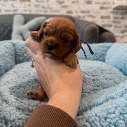 Toast - Red female Cavapoo puppy in Mayo, Florida from Kingston’s Cavaliers