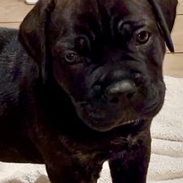 Gold aka Midas - Black brindle male Cane Corso puppy in Hillsborough, New Jersey from Central Jersey K9