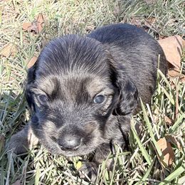Boy 2 - Cream male Dachshund puppy in Palestine, Texas from Doxie Den🐾