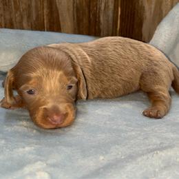 Mocha (pet only) - Fawn (isabella) and tan female Dachshund puppy in Gainesville, Texas from Diamond B Doxies