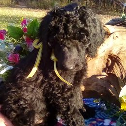 Audrey Yellow Girl - Poodle puppy in Minnesota from Talisman Poodles