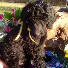Audrey Yellow Girl - Poodle puppy in Minnesota from Talisman Poodles