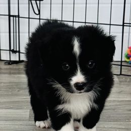 Royal - Black & white male Miniature Australian Shepherd puppy in Norco, California from Joyfulpuppies