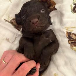 Little Boy 3 - Dark brown male Boykin Spaniel puppy in Bowling Green, Kentucky from Drakes Creek Boykins LLC