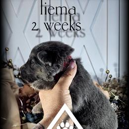 Tiama - Blue female German Shepherd puppy in Sequim, Washington from German Shepherd Haus