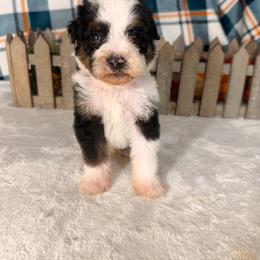 Spider-Man - Tri-color male Bernedoodle puppy in Luana, Iowa from Country View Bernedoodles and Goldendoodles