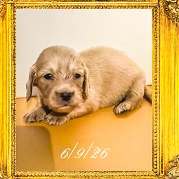 Princess Margaret - Cream female Dachshund puppy in Splendora, Texas from Ram’s Kennels