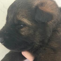 Helen - Sable female German Shepherd puppy in Winterport, Maine from Vom Stevens Old Fashioned German Shepherds