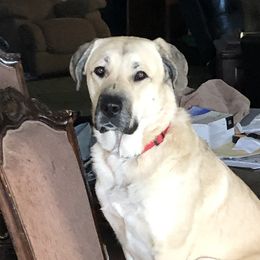 Anatolian Shepherd Dogs from Miralan Guardian Dog's