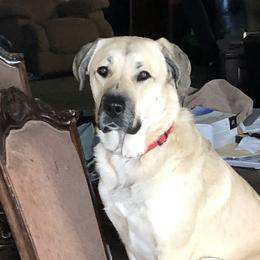 Anatolian Shepherd Dogs from Miralan Guardian Dog's