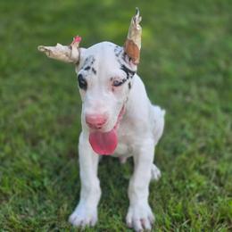 Cropped blue eyes - Merlequin male Great Dane puppy in Golconda, Illinois from Breken Great Danes