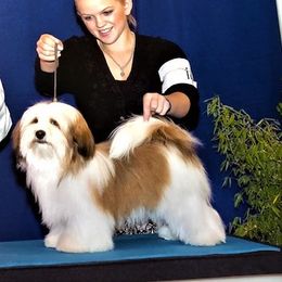 Havanese All Grown Up from Mary Lopez