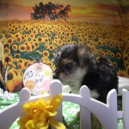 Yorkshire Terrier Puppies from Kristy Jamroz's Yorkshire Terriers