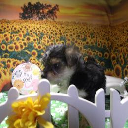 Yorkshire Terrier Puppies from Kristy Jamroz's Yorkshire Terriers
