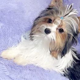 ✨Queen River✨ - Yorkshire Terrier