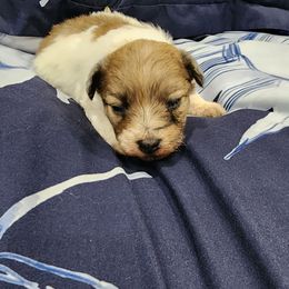 Rufus - Black & tan tri-color male Maltipoo puppy in Sedro Woolley, Washington from Absher Ranch