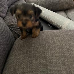Yorkshire Terrier Puppies from Paw-Perfect Palace