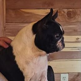 Diana - Boston Terrier