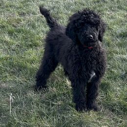 Red - Poodle puppy from Grandview Farm