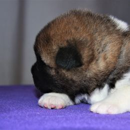 Akita Puppies from Gallant Akitas