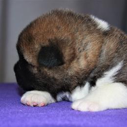 Akita Puppies from Gallant Akitas