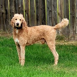 Jafar - Poodle