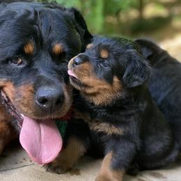 Silver collar - Black and mahogany male Rottweiler puppy in Linthicum, Maryland from Of The Saints Rottweilers