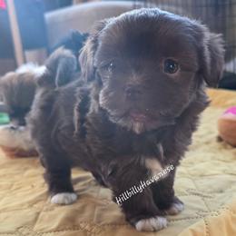Girl2 - Chocolate female Havanese puppy in Batesville, Arkansas from Hillbilly Havanese
