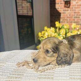 Emily - Cream female Dachshund puppy in Altus, Oklahoma from Johnson Prairie Pups