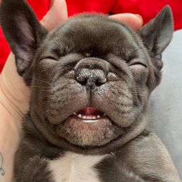 French Bulldogs from Great Northwoods Frenchies