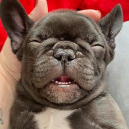 French Bulldogs from Great Northwoods Frenchies
