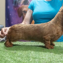Priscilla - Dachshund