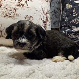 Jason - Fawn sable male Havanese puppy in Deer Park, Washington from Mt. Top Havanese