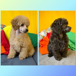 Poodle puppies from Tribal Poodles