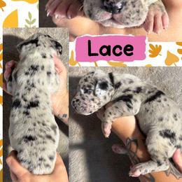 Lace - Merle female Great Dane puppy in Wellsville, New York from Prophecy Danes