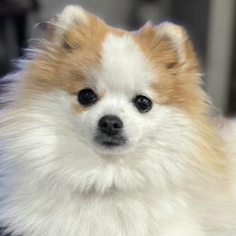 Pomeranians from Puffball Poms