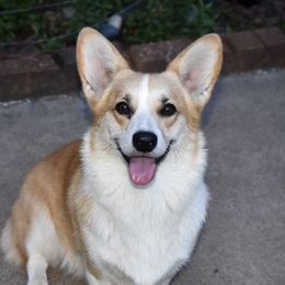 Scotti - Pembroke Welsh Corgi