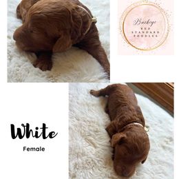 White - Female - Red  female Poodle puppy in Lima, Ohio from Buckeye Red Standard Poodles